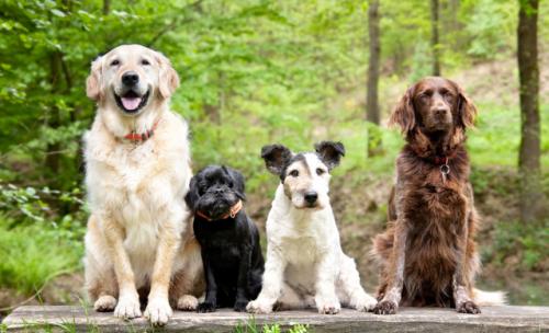 Which breeds of dogs are better, mixed or purebred?