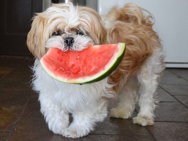 Dog with a watermelon