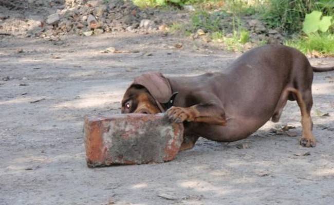 Signs that the dog needs vitamins