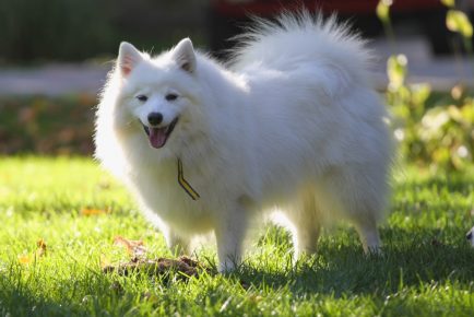 American Eskimo Spitz - a dog that is profitable to breed for sale