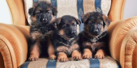 Three puppies of a German shepherd