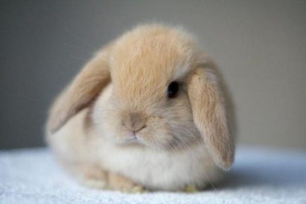 Rabbit - a pet for a child