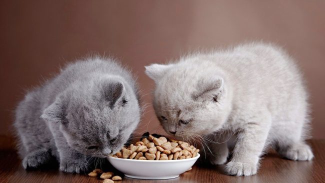 Super-premium class is the choice of owners of elite kittens. Such feeds are called professional. Their composition is thought out to the smallest detail, and experts work on recipes.