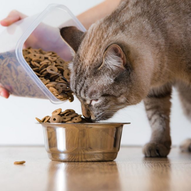 Your cat's proper diet should be based on three pillars: protein, taurine, and fat.