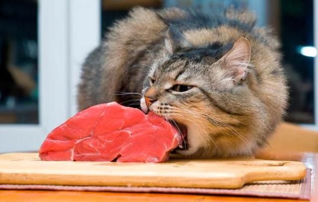 If the owners have a purr enough time, you can feed your pets with natural food. But modern realities make you resort to food