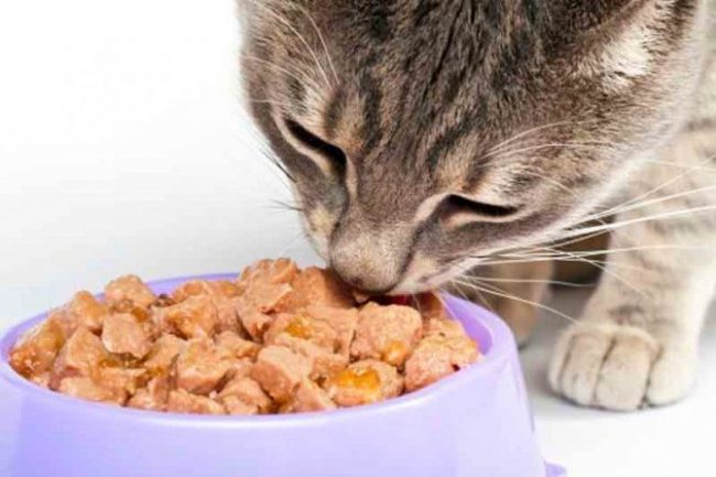 If a cat drinks little water, then it’s better to give it wet food