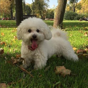 Bichon Frize in the forest