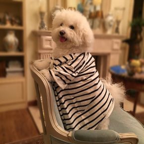 Bichon Frize in clothes
