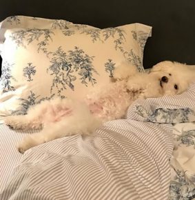 Bichon Frize on the bed