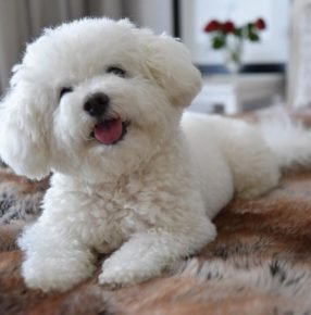 Bichon Frize with tongue