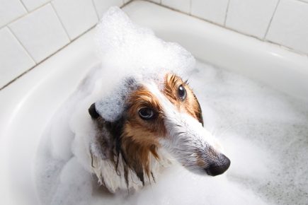 dog in the bath in the foam