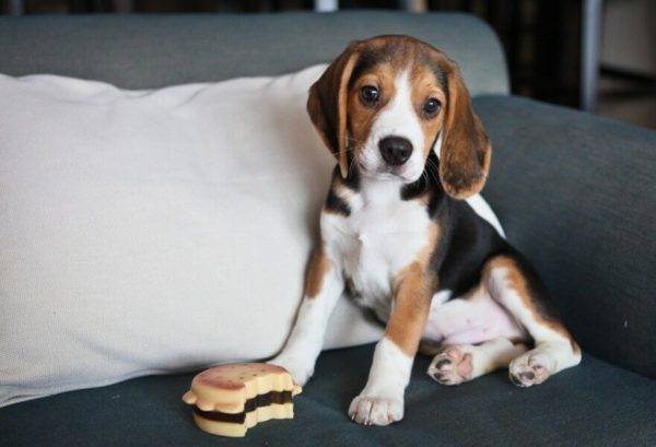 beagle on the couch