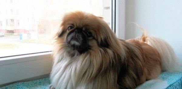 Pekingese in the apartment