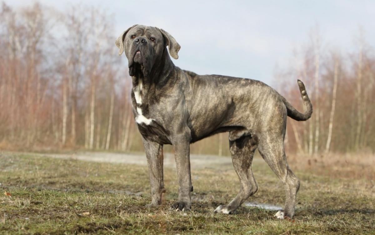 Cane Corso: photo and description of the breed