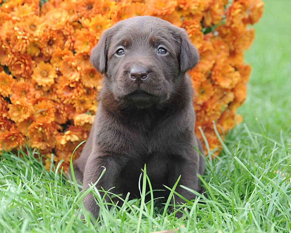 Brown puppy Cane Corso