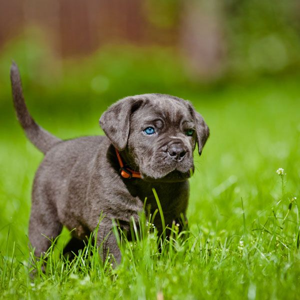 Cane Corso puppies are wonderful blue-eyed babies who are full of strength and energy