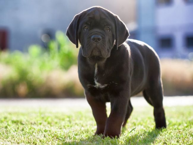 Cane Corso puppies should not be in constant isolation, otherwise they will either be afraid of strangers and dogs, or unreasonably express their anger