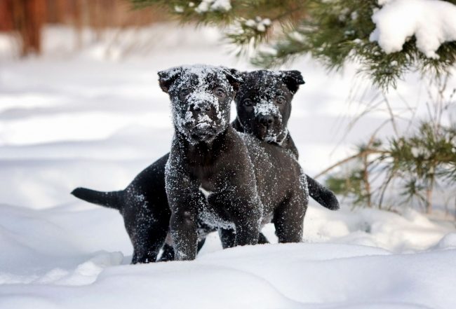 Experts recommend running dogs in deep snow, letting them swim in ponds in warm weather - these exercises train muscles well