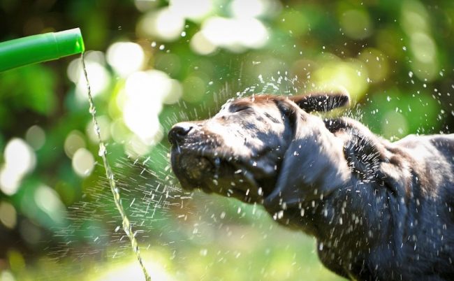 Adult dogs Cane Corso, puppies love to take a shower in the heat