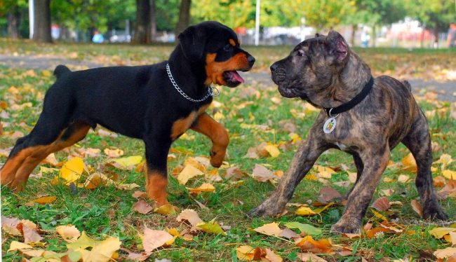 Avoid unfamiliar dogs, especially if they are not raised the way you would like. Cane Corso puppies love to imitate other pets, and can quickly adopt the habits of an ill-bred dog in the park.
