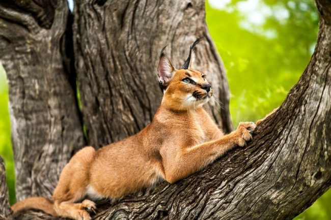 Caracal is a domesticated lynx, which is increasingly preferred to breed as an exotic pet