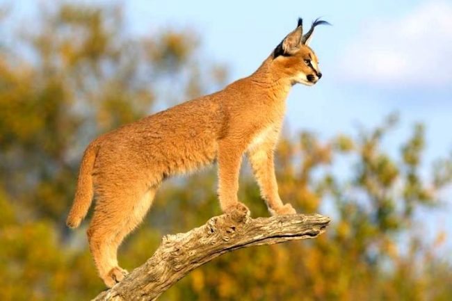 Caracal needs certain physical activities, otherwise it can openly shkodit