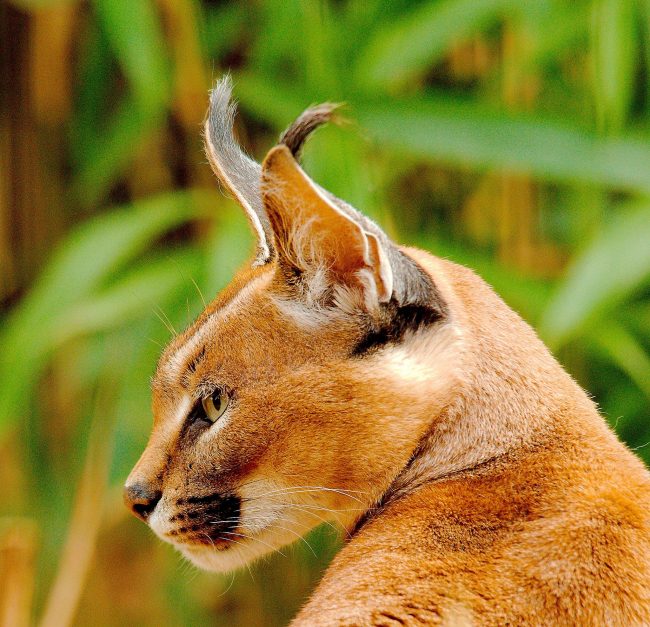 The caracal cat normally adapts to life in a city apartment, but it requires frequent walks.
