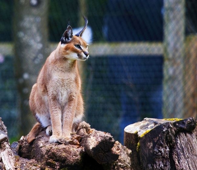 Caracals jealously protect their territory from the invasion of other animals. But with pets living with them under one roof, lynx cats get along very well.
