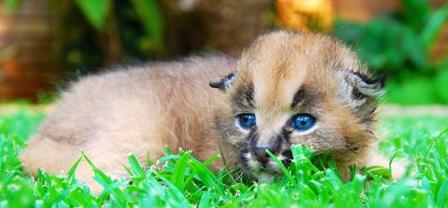 Caracal kid is so innocent and defenseless
