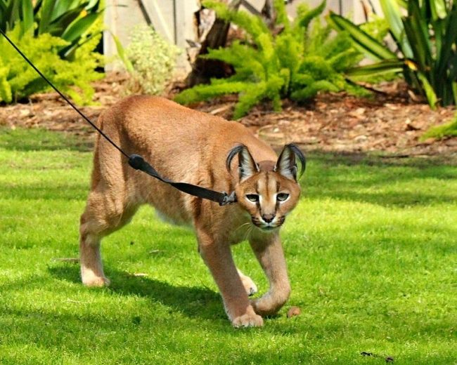 The feline nature of caracal requires control - walking must be done while keeping the animal on a leash