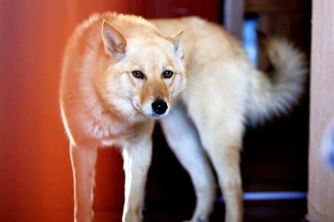 Karelian-Finnish husky - a dog cheerful, playful, with a cheerful disposition