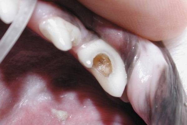 Caries in dogs read the article