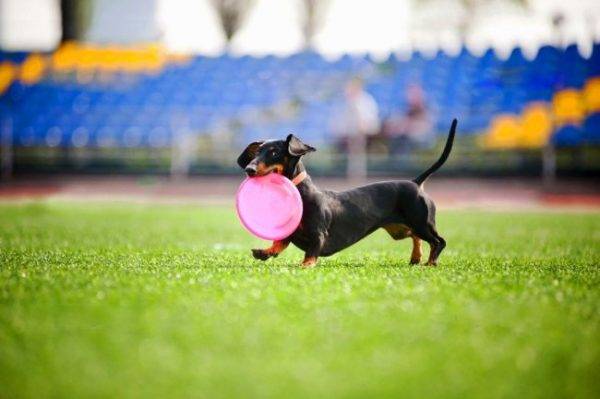 Dwarf dachshund is played