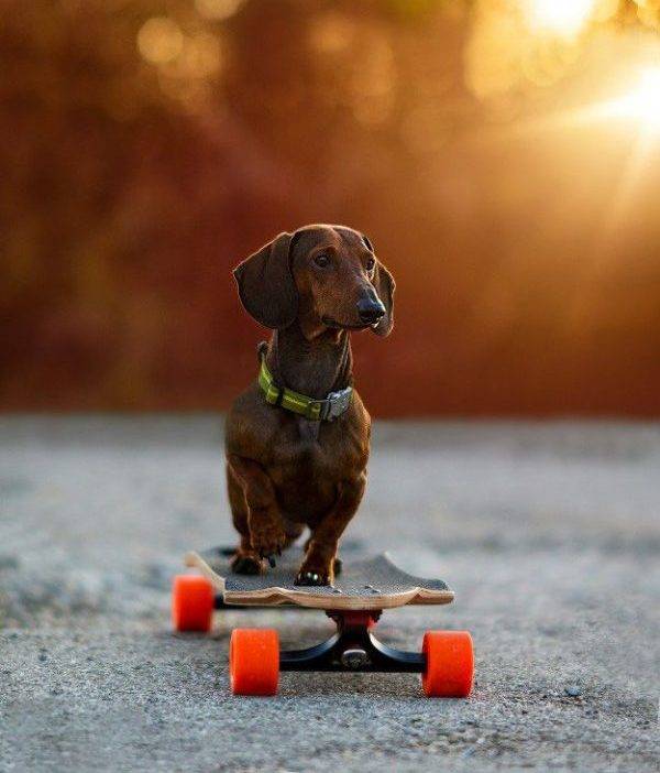 Dwarf Dachshund on a Skateboard