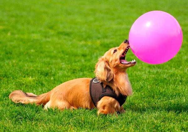 Dwarf dachshund and ball