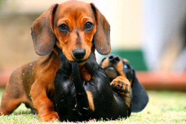 dwarf dachshunds are played