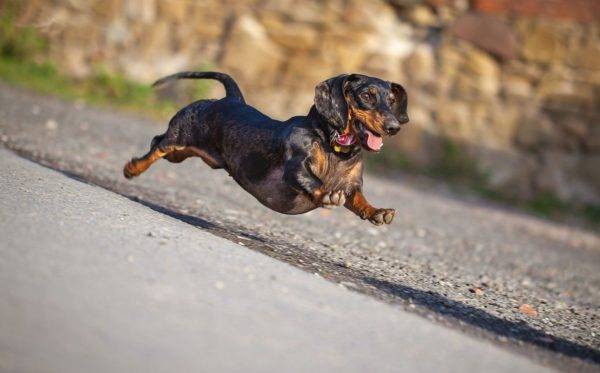 dwarf dachshund runs along the road