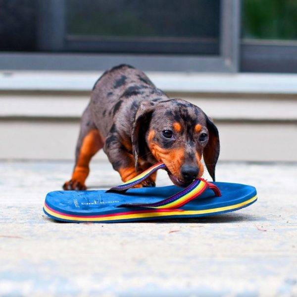 Dwarf dachshund eating a slipper