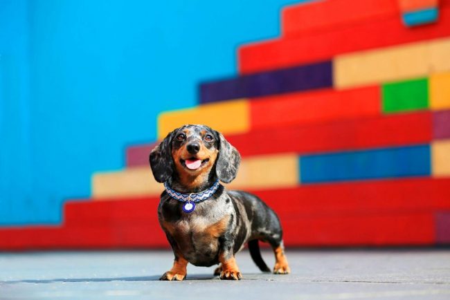 Dwarf dachshunds have a sharp mind, excellent character and endless devotion to the owner