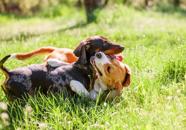 These dogs are so loving and good-natured that they will find a friend among any animals
