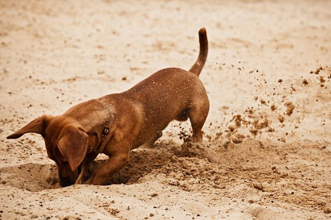 The dwarf dachshund is primarily a hunting dog, ideally designed to work in the hole