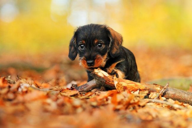 Puppies of a dwarf dachshund at a young age stubbornly know the world around them and thereby gnaw at anything they hit