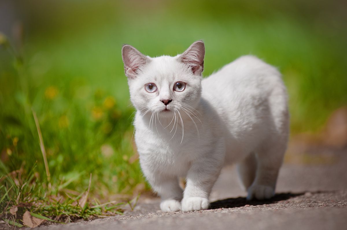 Dwarf short-footed cat breeds