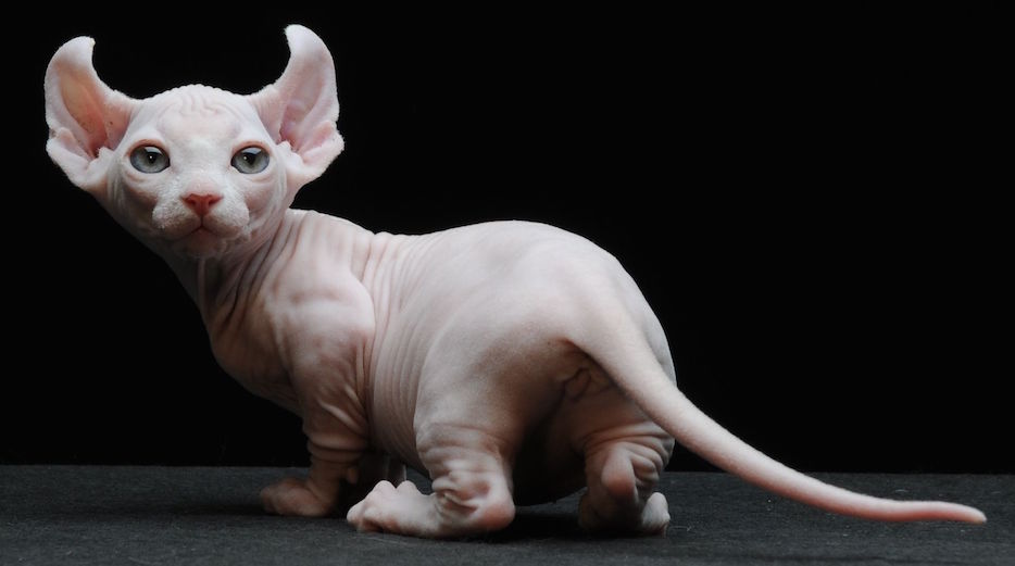 Dwarf short-footed cat breeds