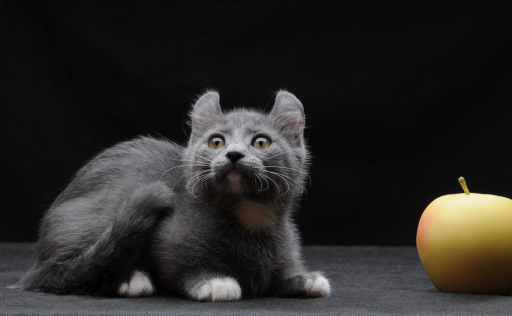 Dwarf short-footed cat breeds