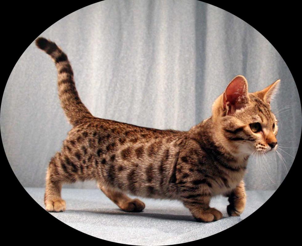 Dwarf short-footed cat breeds