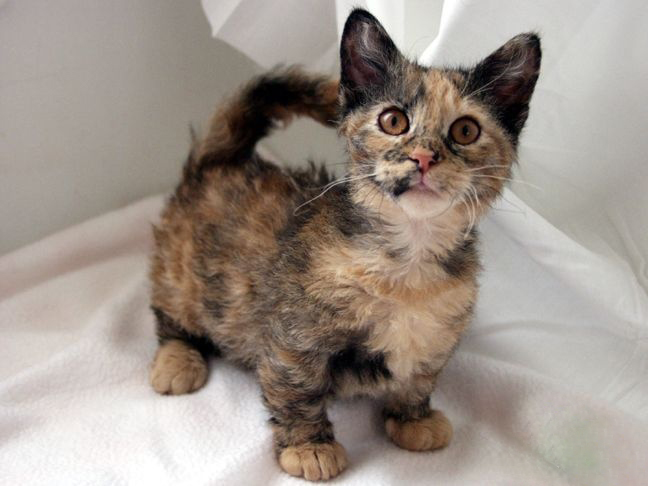 Dwarf short-footed cat breeds