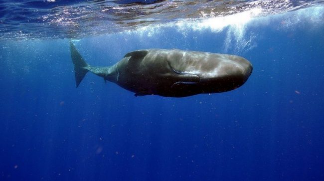 The sperm whale is the largest of the toothed whales and can grow until it reaches 20 meters in length. And the mass of its brain is 5 times greater than the mass of the human brain.