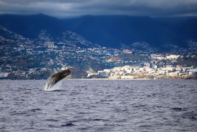 The sperm whale spends most of the time underwater, but sometimes it pleases the human eye with graceful jumps from the water.