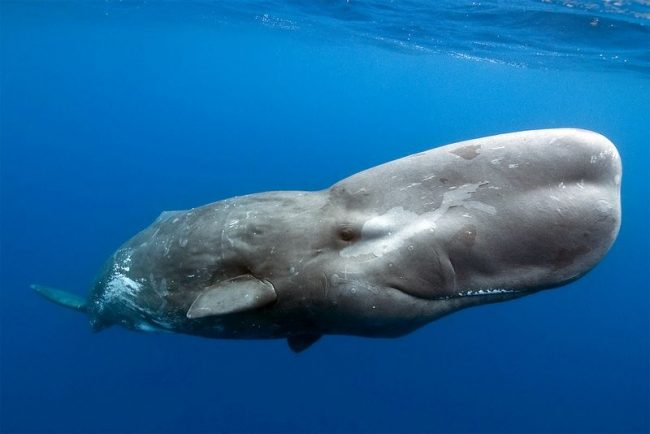 Sperm whale. Sperm whales are divided into northern and southern populations and can be found in all oceans. Males migrate in the range from the equator to the polar regions, females and juveniles tend to spend more time in temperate regions